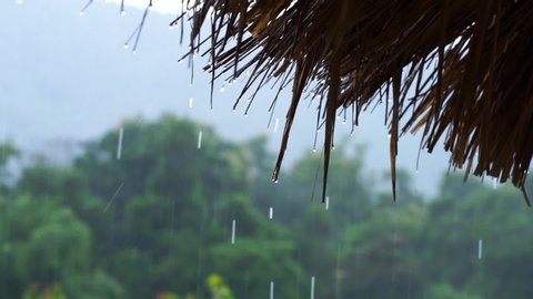 Rain drops falling from a reed roof. Tropical rain. Raindrops hanging from a grassy roof. In the background is a rainforest.