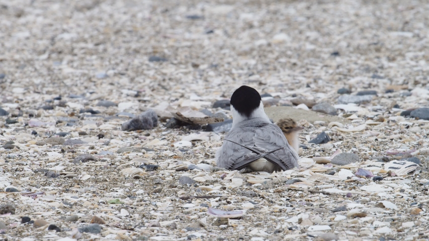 little tern parent and child (japanese endangered species)