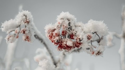 mountain ash under snow and ice in the winter forest in the Altai Mountains, rowan in taiga