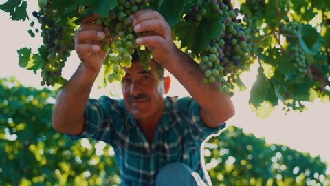 farmer examines the quality of the grapes, The harvesting. Farm winery. Grape Picking. man winemaker and vineyard owner. Family small business. Rural lifestyle