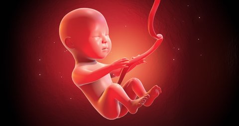 Human Baby Fetus Embryo Sleeping Peacefully. Seamless Loop. Ready To Give Birth. Science And Health Related High Quality 4K 3D Animation