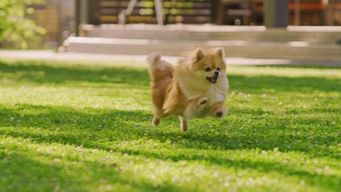 Super Cute Fluffy Pedigree Pomeranian Dog Runs Across Summer Green Lawn. Happy Little Doggy Having Fun on the Backyard. Moving low Ground Dolly Slightly Slow Motion Shot