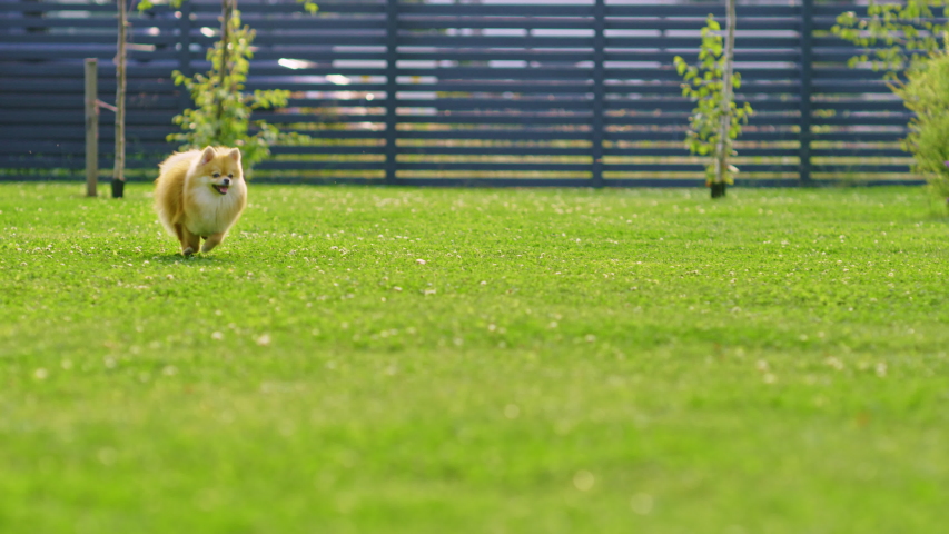 Super Cute Fluffy Pedigree Pomeranian Dog Runs Across Summer Green Lawn. Happy Little Pedigree Doggy Having Fun on the Backyard. Moving low Ground Dolly Slightly Slow Motion Shot | Shutterstock HD Video #1058261848