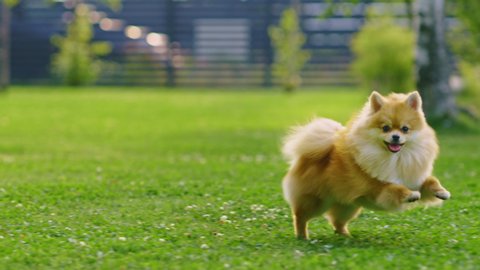 Super Cute Fluffy Pedigree Pomeranian Dog Runs Across Summer Green Lawn. Happy Little Pedigree Doggy Having Fun on the Backyard. Moving low Ground Dolly Slightly Slow Motion Shot