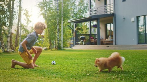 Young Boy Playing with Cute Little Pomeranian Dog In the Backyard. He Feeds Snacks and Pets His Best Friend Funny Fluffy Dog. Sunny Summer Day in Suburban House Courtyard