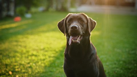 Handsome Nobel Pedigree Brown Labrador Retriever Dog Looks at Camera, Having Fun Outdoors on the Green Lawn. Portrait Shot of a Happy Young Puppy on a Sunny Day Outdoors