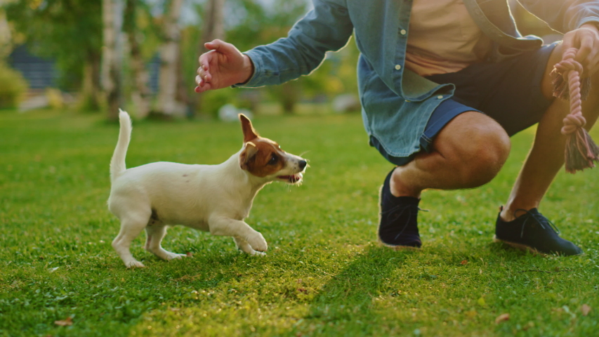 Man Plays with His Jack Russell Terrier Dog Outdoors. He Pets, Trains, Teases His Puppy with Favourite Toy. Idyllic Summer House. Golden Hour Down Time. Low Ground Knee Slow Motion Camera Shot Royalty-Free Stock Footage #1058261920