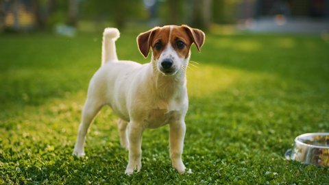 Super Cute Pedigree Jack Russell Terrier Dog Stands Aware on the Lawn. Happy Little Puppy Having Fun on the Backyard. Sunny Day Outdoors