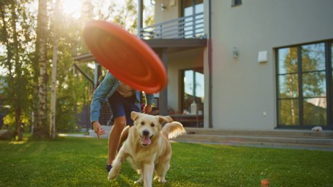 Handsome Man Plays Catch with Happy Golden Retriever Dog on the Backyard Lawn. Man Has Fun with Loyal Pedigree Dog Outdoors in Summer House Backyard. Handheld Slow Motion Shot
