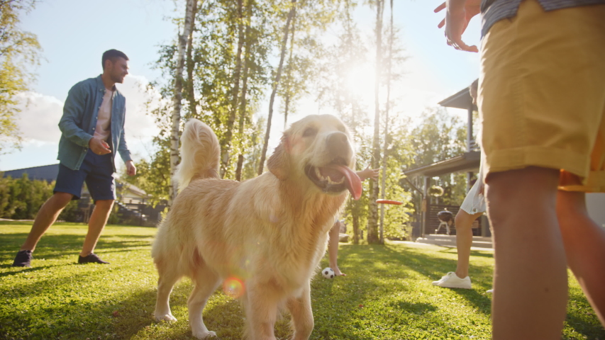 Smiling Beautiful Family of Four Play Catch with Happy Golden Retriever Dog on the Backyard Lawn. Idyllic Family Has Fun with Loyal Pedigree Dog Outdoors in Summer House. Slow Motion Shot | Shutterstock HD Video #1058262028