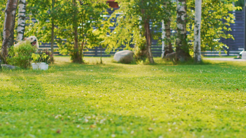 Loyal Golden Retriever Dog Running Across Green Backyard Lawn. Top Quality Pedigree Dog Breed Specimen Shows it's Smartness, Cuteness, and Noble Beauty. Following Dolly Camera Slow Motion Shot | Shutterstock HD Video #1058262031