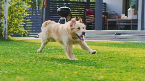 Loyal Golden Retriever Dog Running Across Green Backyard Lawn. Top Quality Pedigree Dog Breed Specimen Shows it's Smartness, Cuteness, and Noble Beauty. Following Dolly Camera Slow Motion Shot