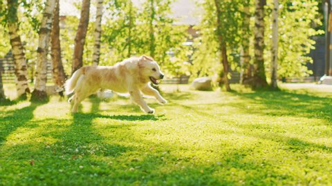 Loyal Golden Retriever Dog Running Across Green Backyard Lawn. Top Quality Pedigree Dog Breed Specimen Shows it's Smartness, Cuteness, and Noble Beauty. Following Dolly Camera Slow Motion Shot
