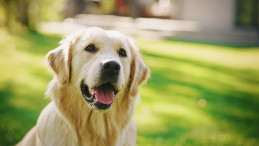 Loyal Golden Retriever Dog Sitting on a Green Backyard Lawn, Looks at Camera. Top Quality Dog Breed Pedigree Specimen Shows it's Smartness, Cuteness, and Noble Beauty. Colorful Portrait Shot Royalty-Free Stock Footage #1058262058