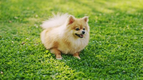 Cutest Little Pedigree Pomeranian Dog Resting on a Lawn, Looks at Camera. Top Quality Dog Breed Specimen Shows it's Smartness, Cuteness, and Fluffy Beauty.Colorful Elevating Portrait Shot