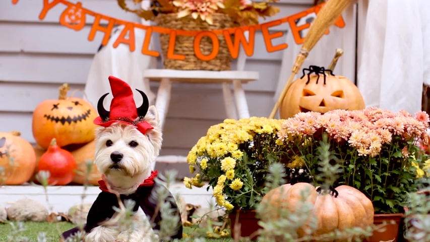 Funny dog west highland white terrier dressed in cloak, horns, devil costume is sitting near decorated with pumpkins house, waving head. Preparation for celebration. Trick or treat. Happy halloween. | Shutterstock HD Video #1058262706