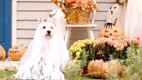 Funny dog west highland white terrier dressed in ghost costume is sitting near decorated with pumpkins house and waving head. Preparation for celebration. Trick or treat. Happy halloween concept.