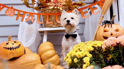 Funny dog west highland white terrier dressed in black bow tie costume is sitting near decorated with pumpkins house, waving head. Preparation for celebration. Trick or treat. Happy halloween.