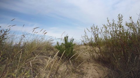 Walk on a sunny summer day along the sandy Baltic Sea beach in Latvia. Tall grass in the dunes against the backdrop of pine trees and light clouds in the sky. Pov of a tourist walking along a trail