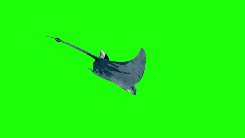 Manta Ray Swim Back Green Stock Footage Video 100 Royalty Free Shutterstock