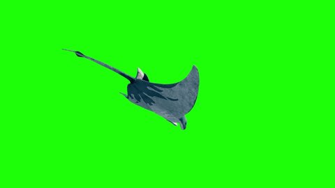 Manta Ray Swim Back Green Screen 3D Rendering Animation 4K