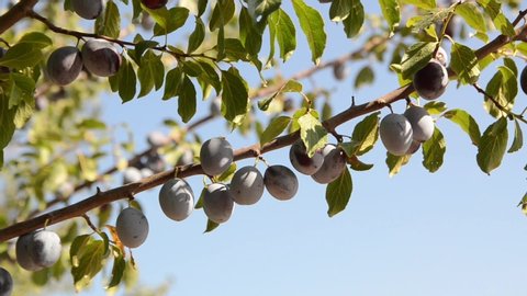 Plums growing on a tree in orchard. Producing fresh and organic fruits. Ripe violet plums on a branch. Growing fresh blue plums. Purple plum on a beautiful summer day. Domestic plum.