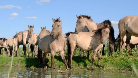 Slow motion, Herd of wild horses grazes in a green meadow near the river. Wild Konik or Polish primitive horse. Ermakov island, Danube Biosphere Reserve in Danube delta, Ukraine
