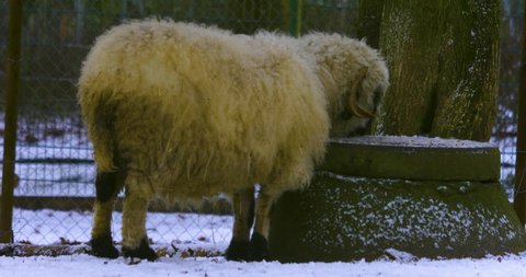 Close up of black nose sheep on a sunny day in winter with a little snow fall