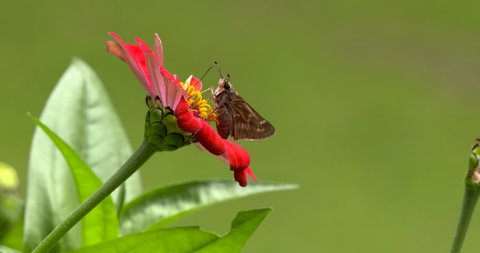 Moth on Zinnia Flower Using Proboscis on flower close up-4K 60P