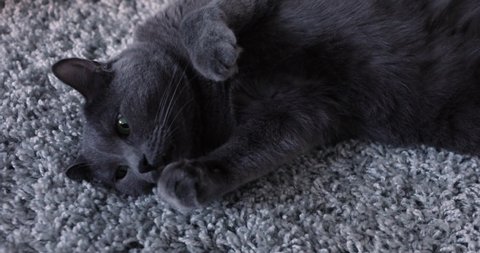 gray cat lies on a gray carpet
