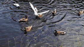 Ducks and seagulls swim along the shore of the pond.