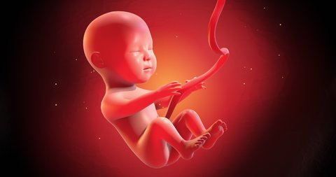 Human Fetus Moving Slowly In Mother’s Womb. Seamless Loop. Ready To Give Birth. Science And Health Related High Quality 4K 3D Animation