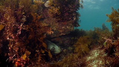 Long Nosed New Zealand Fur Seals Underwater Rapid Head South Australia 4k slow motion