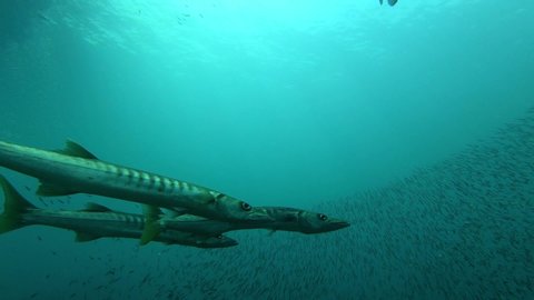 Hunting scool of barracudas in the similans national park