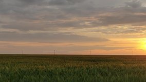 Romantic sunset over a large field of green wheat in summer