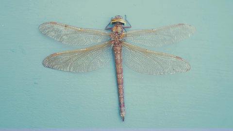 Brown Hawker dragonfly top down view anatomy