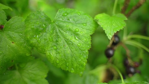 Black currant bush, water drops on leaves and ripe berries after rain. Slow panning closeup shot.