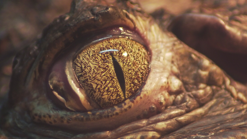 Macro close up of baby alligator closing its eyes. Static Royalty-Free Stock Footage #1058280268