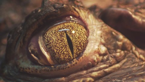 Macro close up of baby alligator closing its eyes. Static