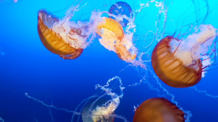 Exotic Jellyfish in the Blue Ocean Water Background Orange Royalty-Free Stock Footage #1058280283