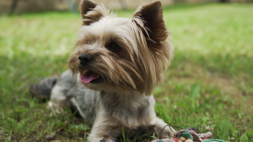 Yorkshire Terrier laying on grass and panting after playing outdoors. Royalty-Free Stock Footage #1058281372