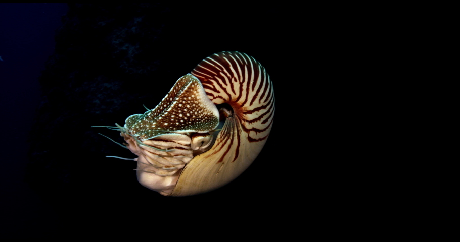 Nautilus Swims in the dark deep waters of the pacific