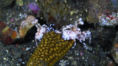 A couple of Harlequin shrimps. Hymenocera picta (feeding on a starfish). 4k underwater macro video. Tulamben, Bali, Indonesia.