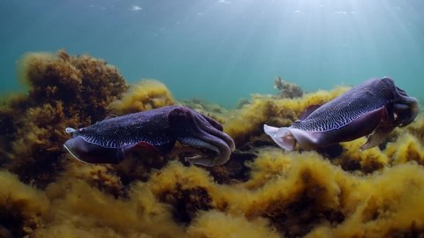 Giant Australian Cuttlefish Sepia apama Migration Whyalla South Australia 4k slow motion, mating, laying eggs, fighting, aggregation, underwater