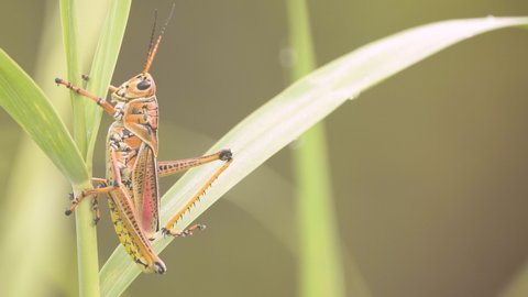 southeastern lubber grasshopper vertically among sawgrass