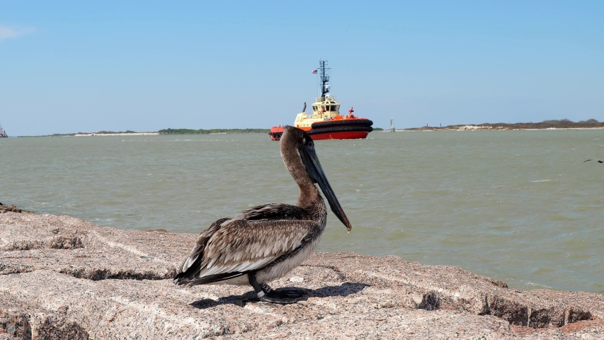 Slow motion clip of a Brown Pelican, Pelecanus occidentalis, taking off from granite rock at the South Jetty in Port Aransas, Texas and flying over water with a modern tug boat in the distance.