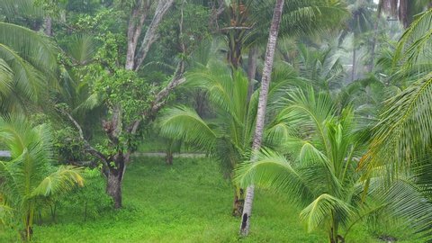 Heavy downpour of rain in a tropical coconut farm.