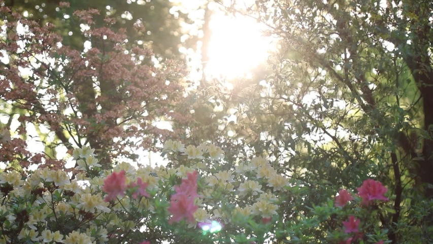 Sunset in the park.Sunset sun in spring, Sun rays. | Shutterstock HD Video #1058300584