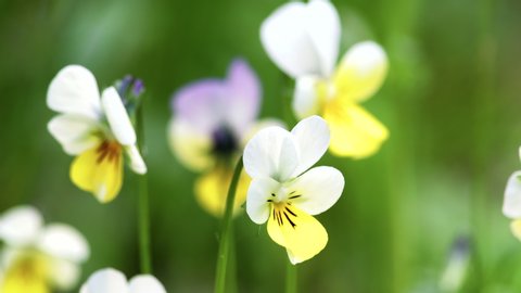 Close-up of flowers of wild violet tricolor or pansies, waving in a light wind in a Sunny forest clearing