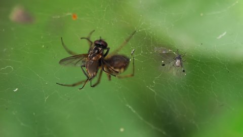 Spider devouring a fly in the center of his web